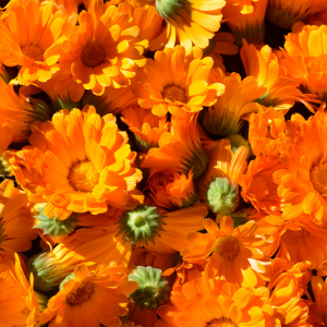 Calendula - Horiginee Vegan