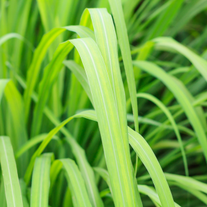 Capim Limão - Horiginee Vegan