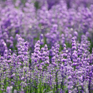 Lavanda - Horiginee Vegan